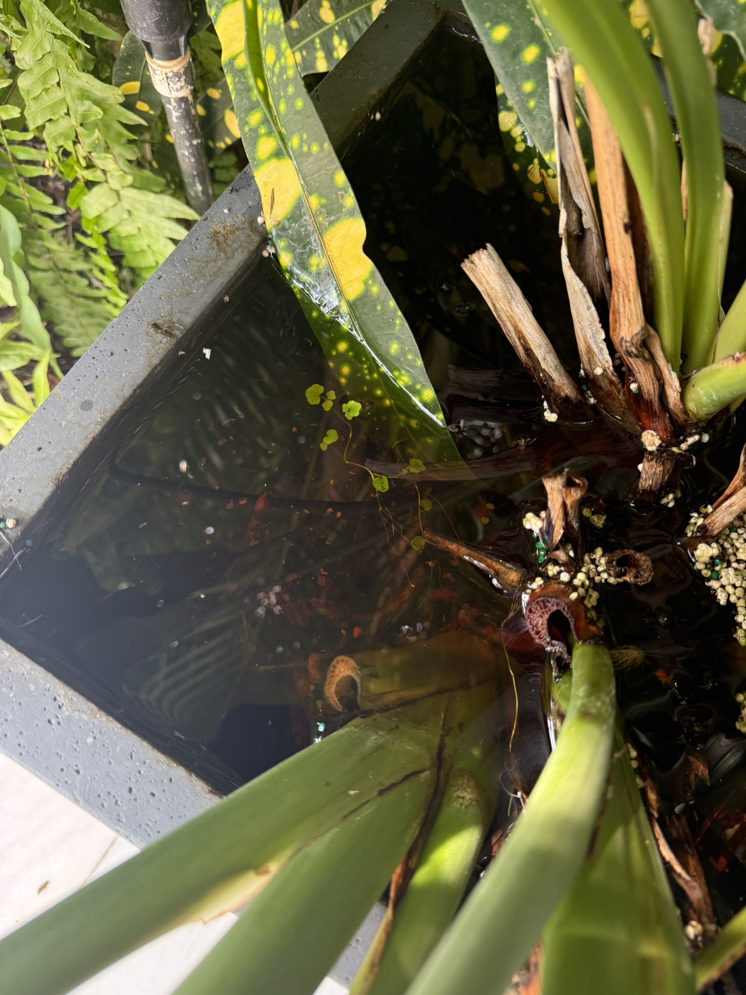 Mosquito Shield South Florida pest control