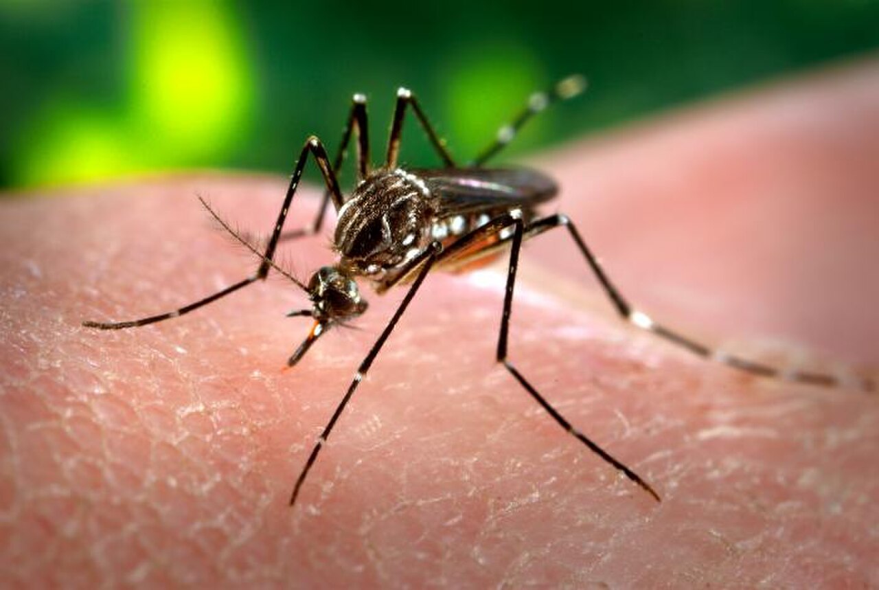 Aedes aegypti yellow fever mosquito showing distinctive white lyre-shaped markings on thorax