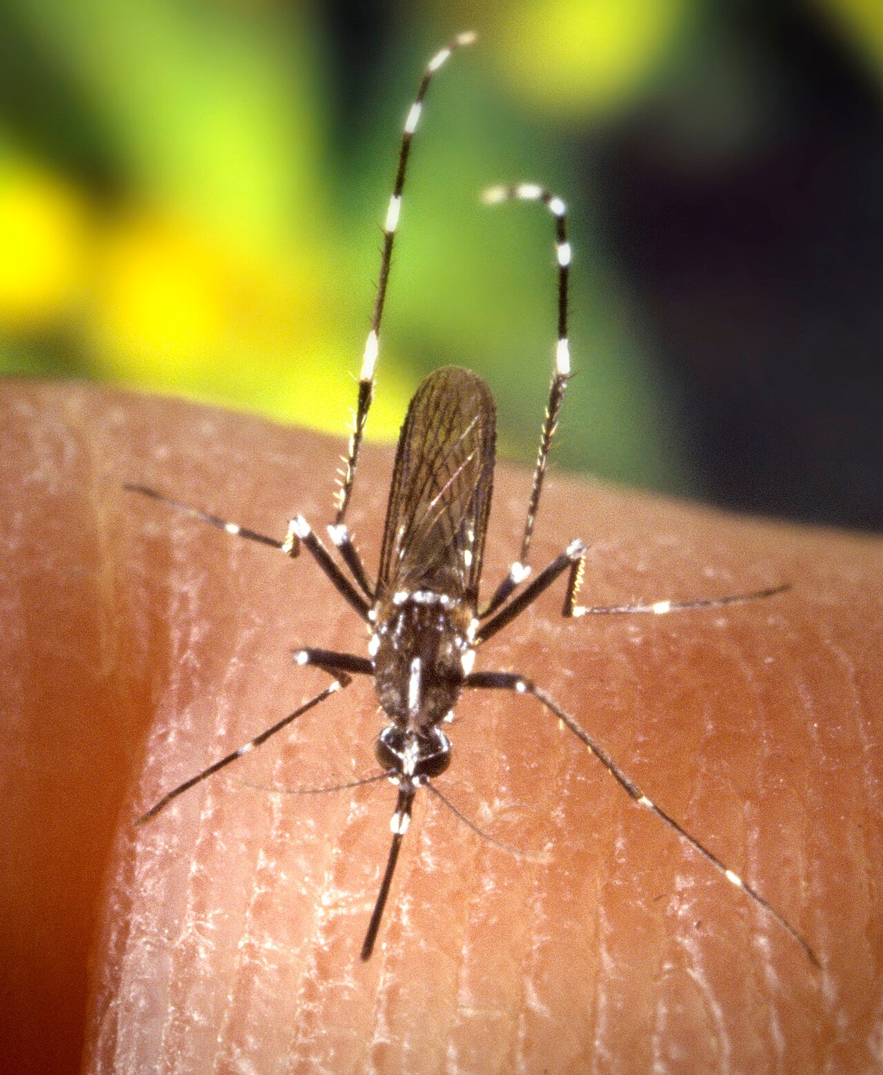 Asian tiger mosquito (Aedes albopictus) showing distinctive white stripe on dorsal surface