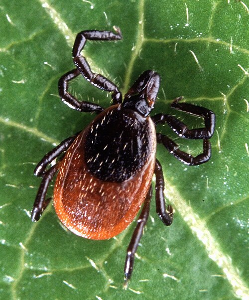 Deer tick / black-legged tick (Ixodes scapularis) adult