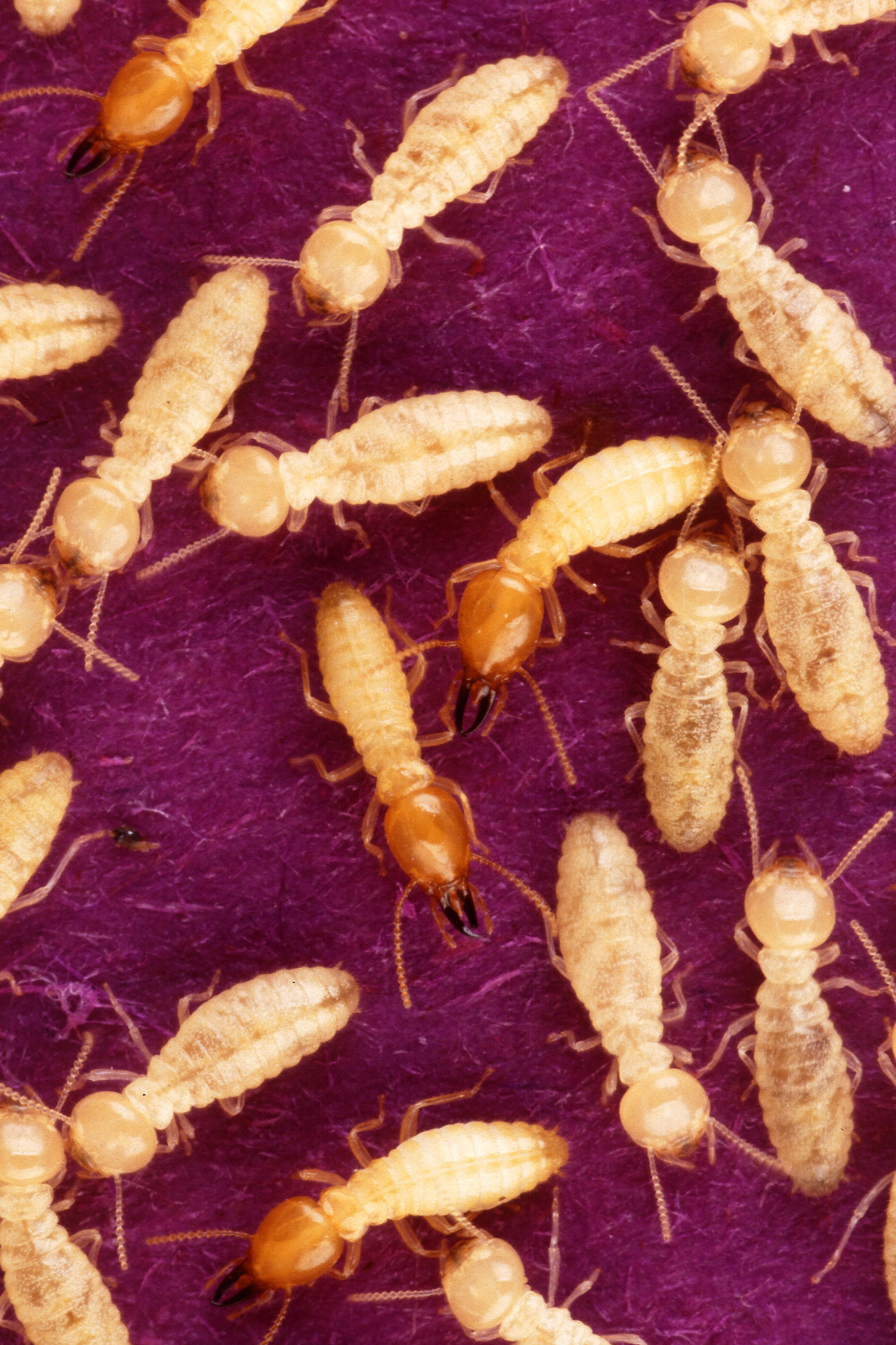 Formosan subterranean termites (Coptotermes formosanus)