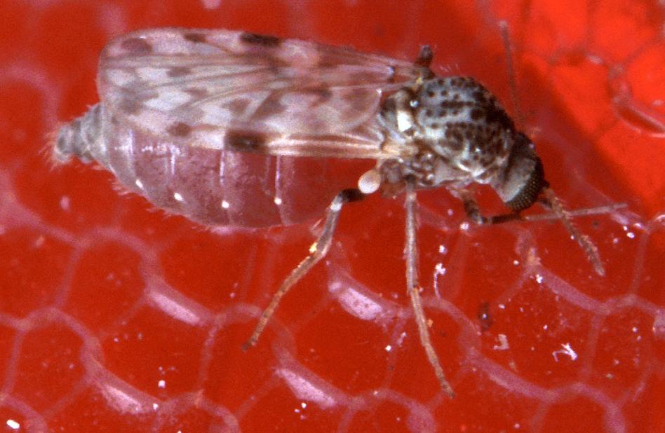 Biting midge (Culicoides sonorensis) — female no-see-um approximately 1.6mm