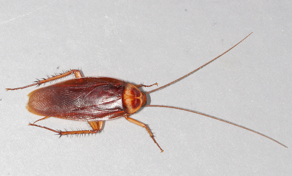 American cockroach / palmetto bug (Periplaneta americana)