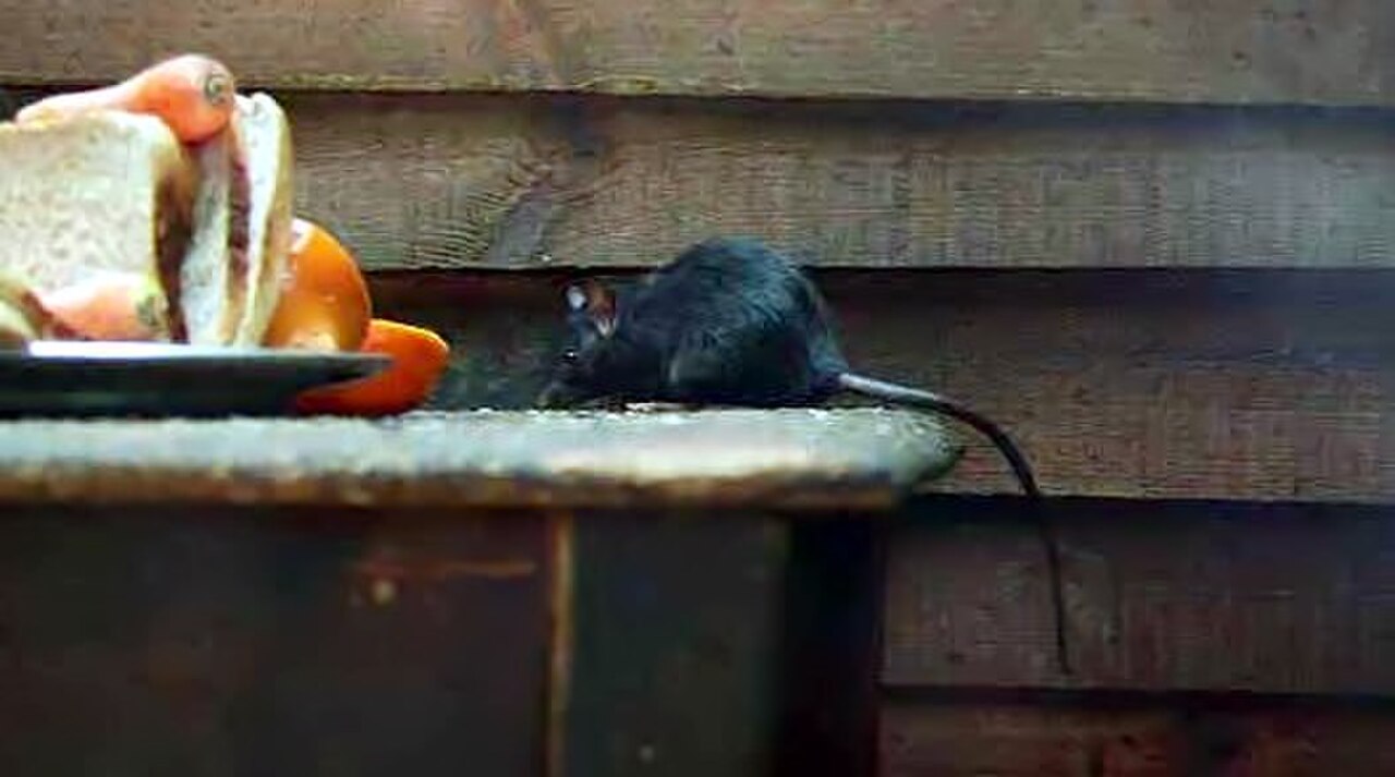Roof rat / black rat (Rattus rattus)