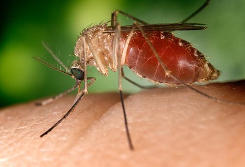 Southern house mosquito (Culex quinquefasciatus)